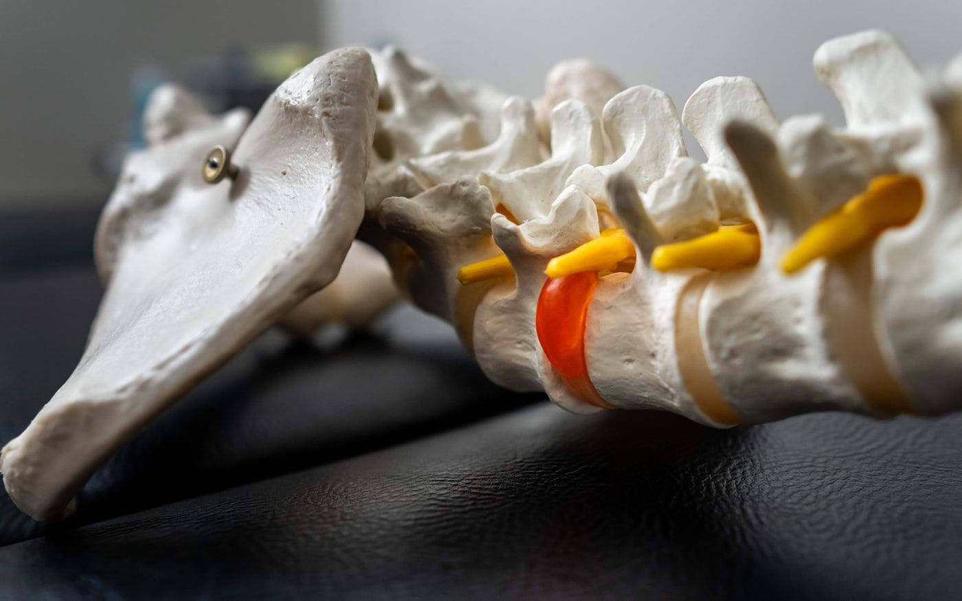 Close-up of a spinal anatomy model